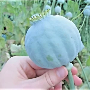 250 Giant Rattle Poppy Seeds - Papaver Somniferum - Massive Seed Heads, Huge Blooms - Annual Flower Seeds - Image 1