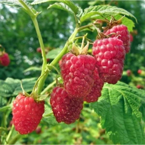3 Caroline Red Raspberry Live Plants - Sweet Fruit Seedlings, 4-8 Inch Tall - Image 3