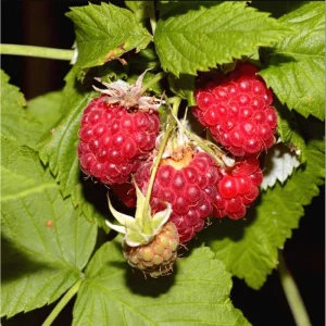 3 Caroline Red Raspberry Live Plants - Sweet Fruit Seedlings, 4-8 Inch Tall - Image 7