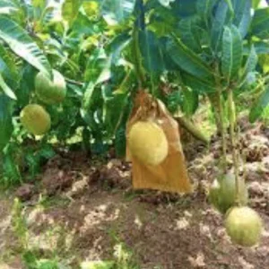 3 Carrie Mango Scions - Top-Quality Cuttings for Grafting Fruit Trees - Image 2