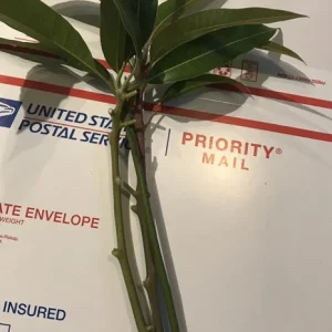 3 Carrie Mango Scions - Top-Quality Cuttings for Grafting Fruit Trees - Image 3