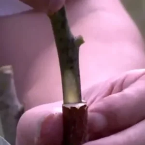 3 Carrie Mango Scions - Top-Quality Cuttings for Grafting Fruit Trees - Image 5