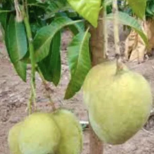 3 Carrie Mango Scions - Top-Quality Cuttings for Grafting Fruit Trees - Image 7