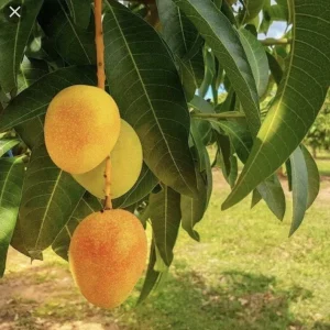 3 Carrie Mango Scions - Top-Quality Cuttings for Grafting Fruit Trees - Image 1