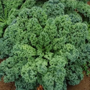 3 Dwarf Blue Curled Kale Live Plants for Home Garden in 4 Inch Pot - Image 2