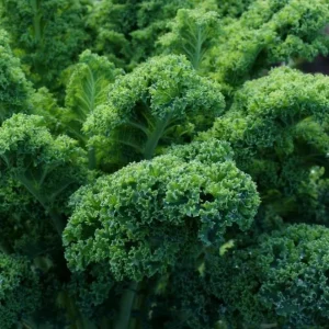 3 Dwarf Blue Curled Kale Live Plants for Home Garden in 4 Inch Pot - Image 3