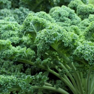 3 Dwarf Blue Curled Kale Live Plants for Home Garden in 4 Inch Pot - Image 4