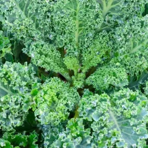 3 Dwarf Blue Curled Kale Live Plants for Home Garden in 4 Inch Pot - Image 5