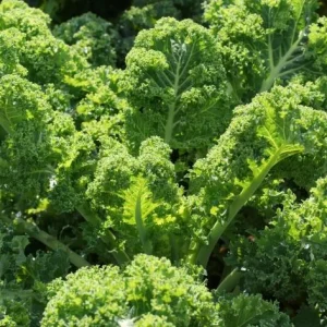 3 Dwarf Blue Curled Kale Live Plants for Home Garden in 4 Inch Pot - Image 6