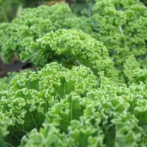 3 Dwarf Blue Curled Kale Live Plants for Home Garden in 4 Inch Pot - Image 7