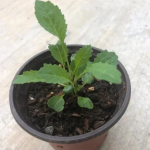 3 Dwarf Blue Curled Kale Live Plants for Home Garden in 4 Inch Pot - Image 8