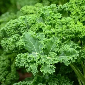 3 Dwarf Blue Curled Kale Live Plants for Home Garden in 4 Inch Pot - Image 9