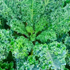 3 Dwarf Blue Curled Kale Live Plants for Home Garden in 4 Inch Pot - Image 1