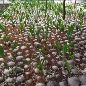 3 Dwarf Malayan Coconut Live Plants - Cold Hardy Green Coconut Tree, 6-8 inch Tall Outdoor - Image 3