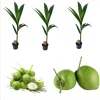 3 Dwarf Malayan Coconut Live Plants - Cold Hardy Green Coconut Tree, 6-8 inch Tall Outdoor - Image 1