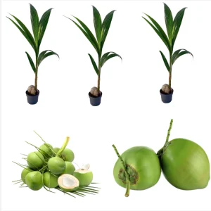 3 Dwarf Malayan Coconut Live Plants - Cold Hardy Green Coconut Tree, 6-8 inch Tall Outdoor - Image 1