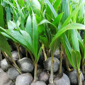 3 Dwarf Malayan Coconut Live Plants - Cold Hardy Green Coconut Tree, 6-8 inch Tall Outdoor - Image 6