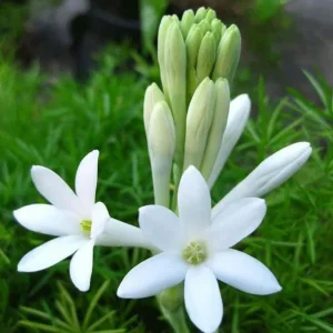 3 Large Tuberose Bulbs - Polianthes Tuberosa - White Fragrant Flowers - Image 5