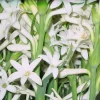 3 Large Tuberose Bulbs - Polianthes Tuberosa - White Fragrant Flowers - Image 1