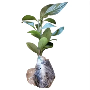 3 Longevity Spinach Live Plants, Gynura Procumbens, Edible Herb, 4-8 Inch Tall - Image 2