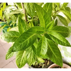 3 Longevity Spinach Live Plants, Gynura Procumbens, Edible Herb, 4-8 Inch Tall - Image 4