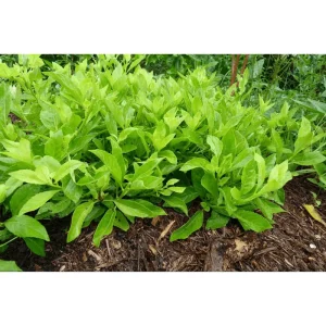 3 Longevity Spinach Live Plants, Gynura Procumbens, Edible Herb, 4-8 Inch Tall - Image 6