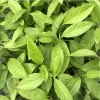 3 Longevity Spinach Live Plants, Gynura Procumbens, Edible Herb, 4-8 Inch Tall - Image 1