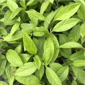 3 Longevity Spinach Live Plants, Gynura Procumbens, Edible Herb, 4-8 Inch Tall - Image 1