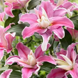 3 Oriental Double Lilies Bulbs for Planting - Fragrant, Easy to Grow Flowers - Image 3