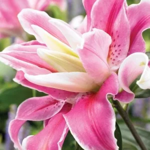 3 Oriental Double Lilies Bulbs for Planting - Fragrant, Easy to Grow Flowers - Image 4
