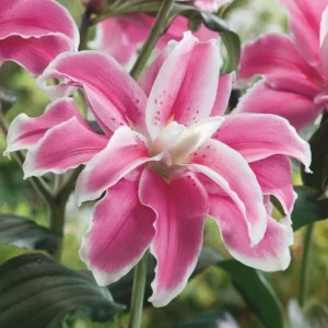 3 Oriental Double Lilies Bulbs for Planting - Fragrant, Easy to Grow Flowers - Image 5