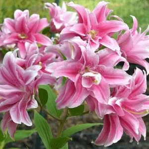 3 Oriental Double Lilies Bulbs for Planting - Fragrant, Easy to Grow Flowers - Image 6
