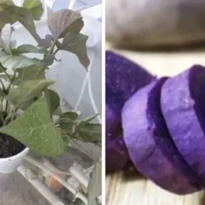 3 Rooted Purple Sweet Potato Live Plants - Potted Edible Vines for Garden - Image 10
