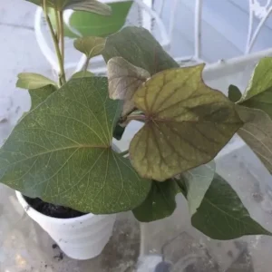 3 Rooted Purple Sweet Potato Live Plants - Potted Edible Vines for Garden - Image 2