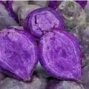 3 Rooted Purple Sweet Potato Live Plants - Potted Edible Vines for Garden - Image 3