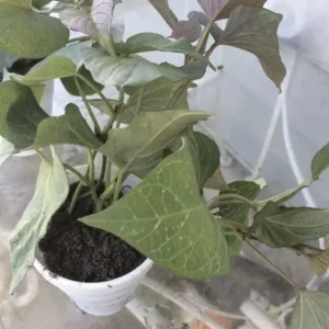 3 Rooted Purple Sweet Potato Live Plants - Potted Edible Vines for Garden - Image 5