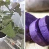 3 Rooted Purple Sweet Potato Live Plants - Potted Edible Vines for Garden - Image 1