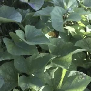 3 Rooted Purple Sweet Potato Live Plants - Potted Edible Vines for Garden - Image 9