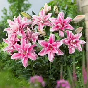 3 Roselily Bulbs for Planting - Double Lily Perennial Flowers, Easy Grow - Image 2
