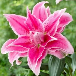 3 Roselily Bulbs for Planting - Double Lily Perennial Flowers - Image 3