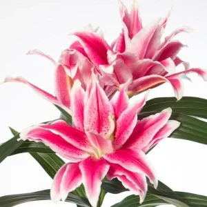 3 Roselily Bulbs for Planting - Double Lily Perennial Flowers - Image 4