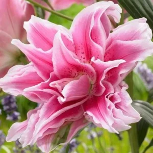 3 Roselily Bulbs for Planting - Double Lily Perennial Flowers - Image 8