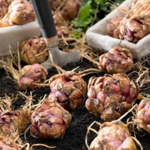 3 Roselily Bulbs for Planting - Double Lily Perennial Flowers - Image 9