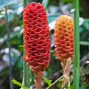 3 Shampoo Ginger Live Plants - Zingiber Zerumbet Outdoor Landscaping - Image 2