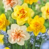 30 Double Daffodil Mix Bulbs – Perennial Narcissus for Garden Planting - Image 1