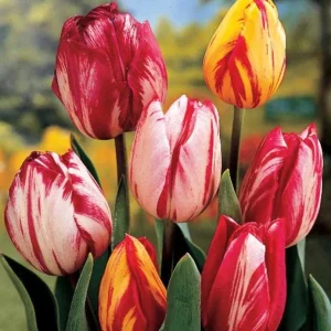 30 Rembrandt Tulip Mix Bulbs - Perennial Flower Bulbs for Garden - Image 2