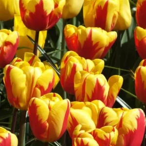 30 Rembrandt Tulip Mix Bulbs - Perennial Flower Bulbs for Garden - Image 4