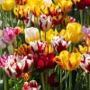 30 Rembrandt Tulip Mix Bulbs - Perennial Flower Bulbs for Garden - Image 1