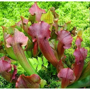 30 Sarracenia Purpurea Seeds - Carnivorous Purple Purple Pitcher Plant Seeds - Image 2