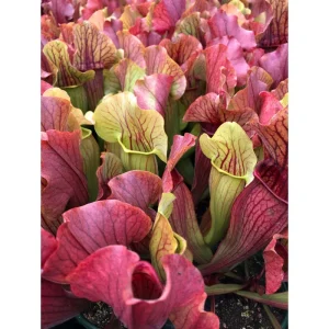 30 Sarracenia Purpurea Seeds - Carnivorous Purple Purple Pitcher Plant Seeds - Image 5